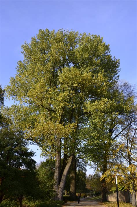 Populus-Arten - Pappeln, Cottonwood